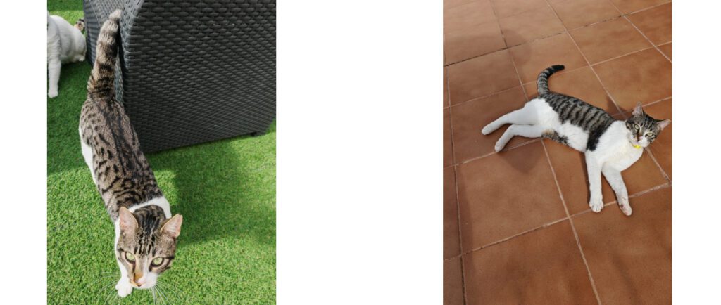 Historias que dejan huella: Mª Carmen y Mushu