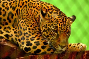 Fauna local: descubre los animales de Jalisco, Estados Unidos y Florida