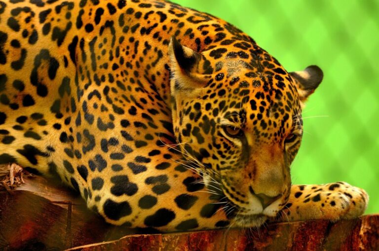Fauna local: descubre los animales de Jalisco, Estados Unidos y Florida