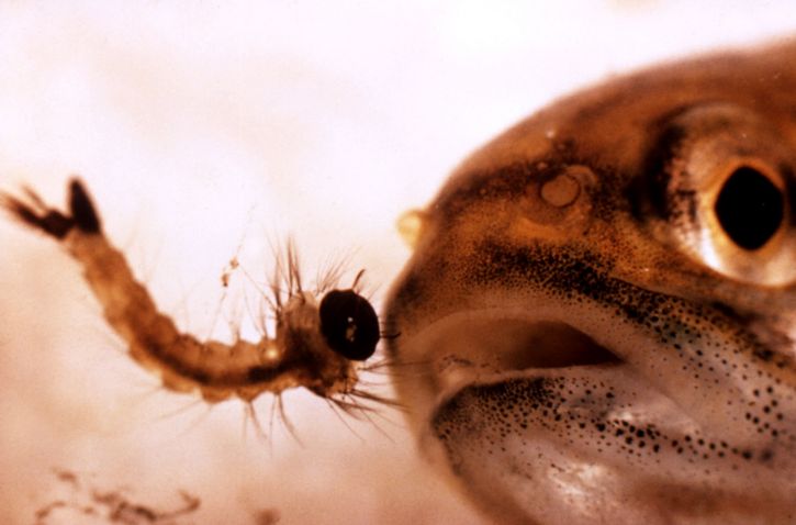 Utilizan peces nativos para controlar mosquitos en ambientes urbanos