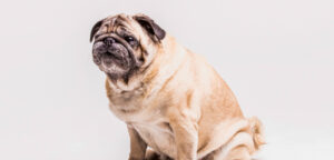 Sobrepeso en perros: Cómo prevenir y tratar el exceso de peso