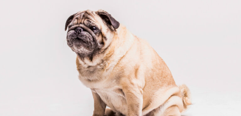 Sobrepeso en perros: Cómo prevenir y tratar el exceso de peso