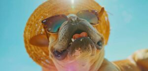 Protectores solares para perros: ¿Mito o necesidad? ¡La verdad al descubierto!