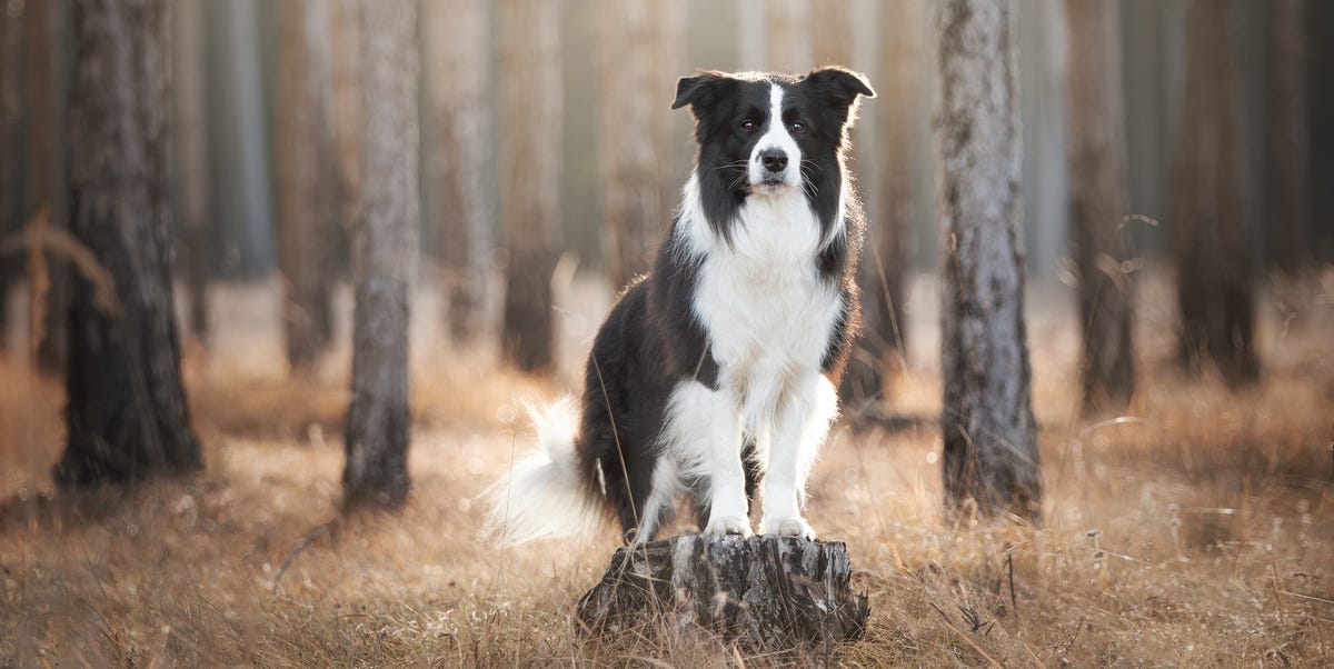 Razas de Perro Más Inteligentes: Todo lo que Debes Saber con Ejemplos y Consejos