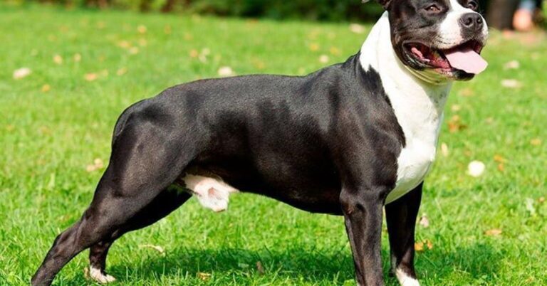 Razas de Perros que Mejor Soportan el Calor: Consejos, Listado y Factores Clave