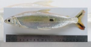 Siete nuevas especies de peces para Uruguay fueron registradas en el río Uruguay, en Paysandú