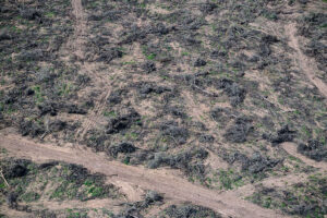 En seis meses se deforestaron ilegalmente 31.000 hectáreas en Santiago del Estero y Chaco