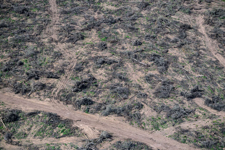 En seis meses se deforestaron ilegalmente 31.000 hectáreas en Santiago del Estero y Chaco