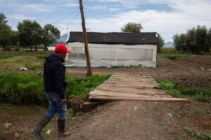 México lucha por salvar al achoque, un anfibio sagrado con poderes regenerativos