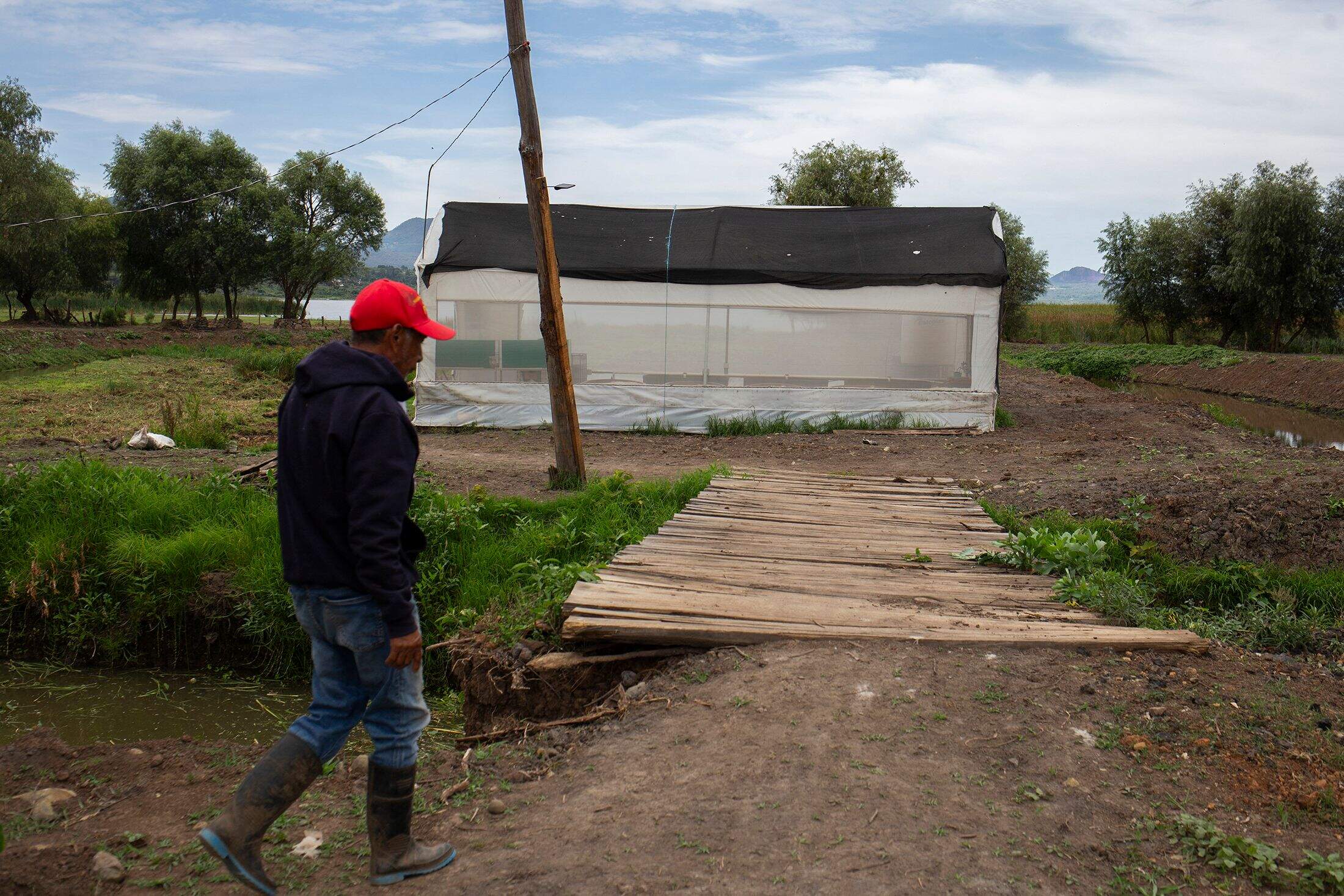 México lucha por salvar al achoque, un anfibio sagrado con poderes regenerativos