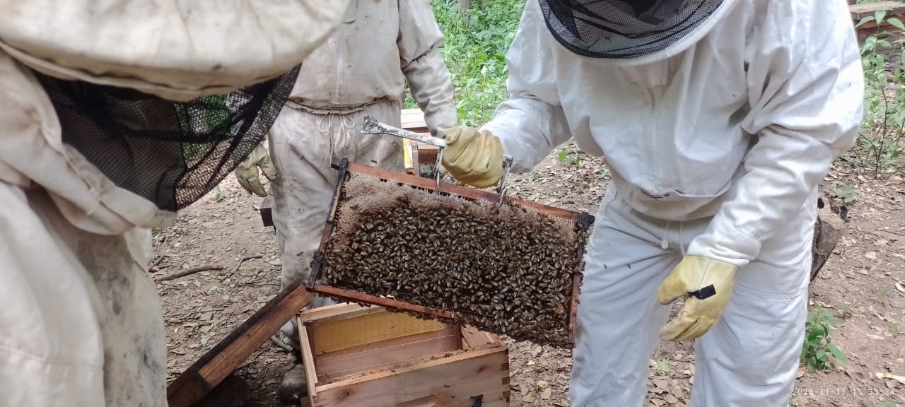 La provincia del Chaco lidera la producción de miel orgánica en la República Argentina La provincia del Chaco lidera la producción de miel orgánica en la República Argentina