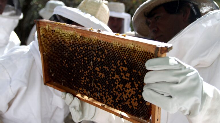 Récord de exportaciones de abejas reinas en los primeros 5 meses de 2025