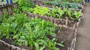 El Gobierno Nacional impulsa la capacitación en producción agropecuaria en las cárceles de todo el país