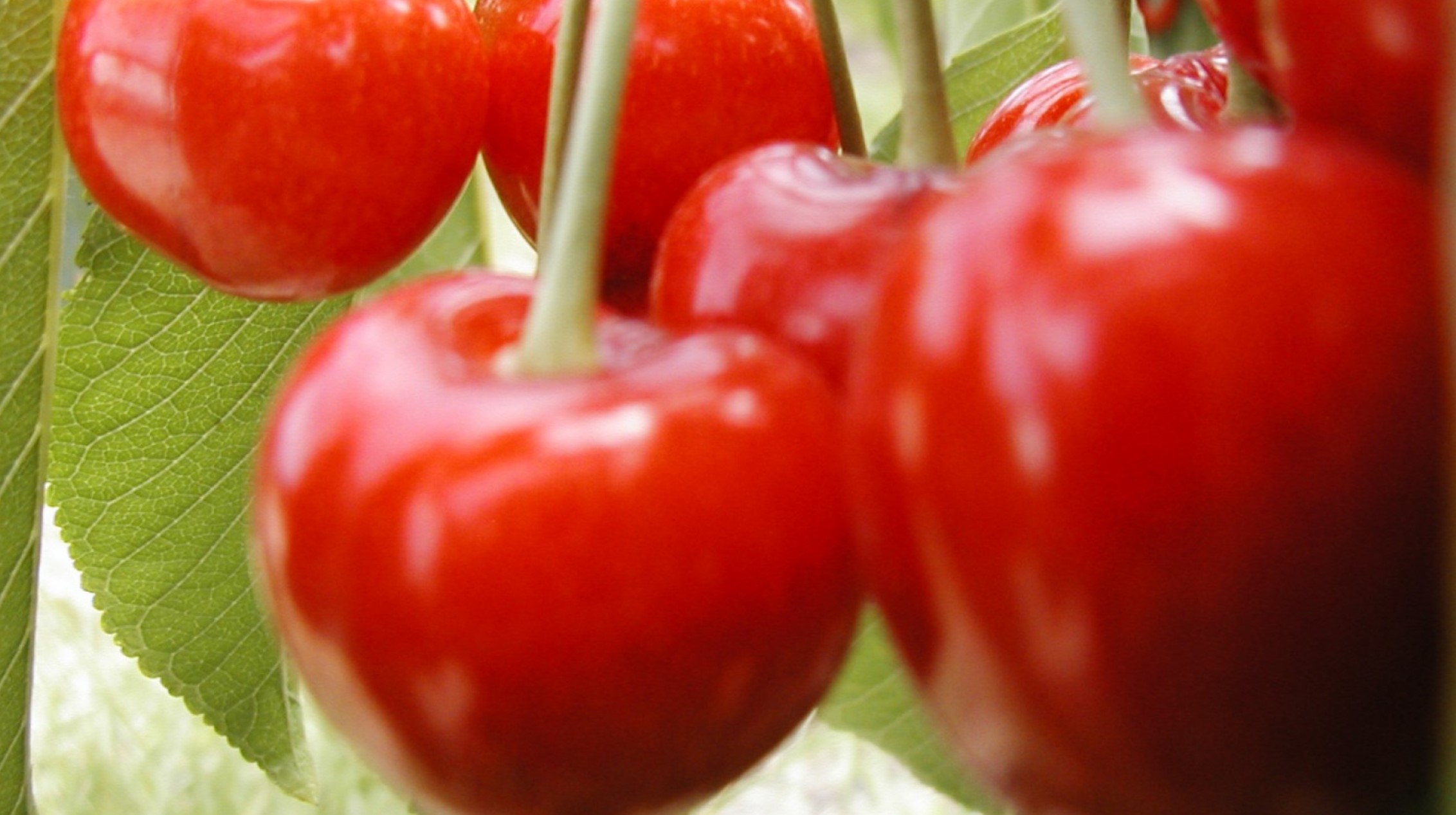 Liderazgo patagónico en la exportación de cerezas argentinas