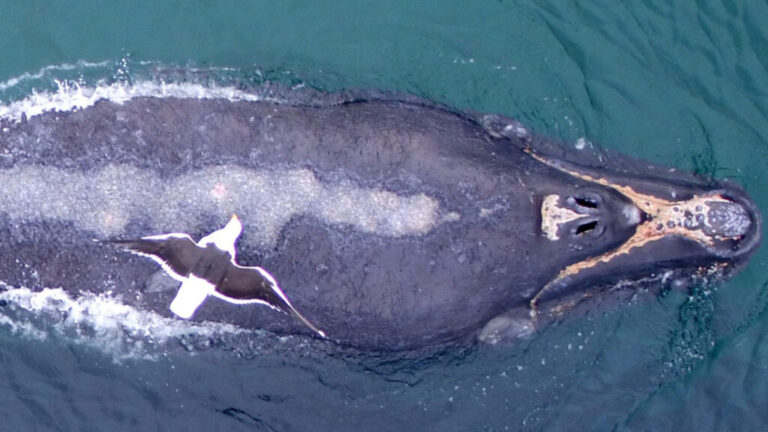 ​​Programa Ballena Franca Austral: 55 años de ciencia en el Atlántico Sur