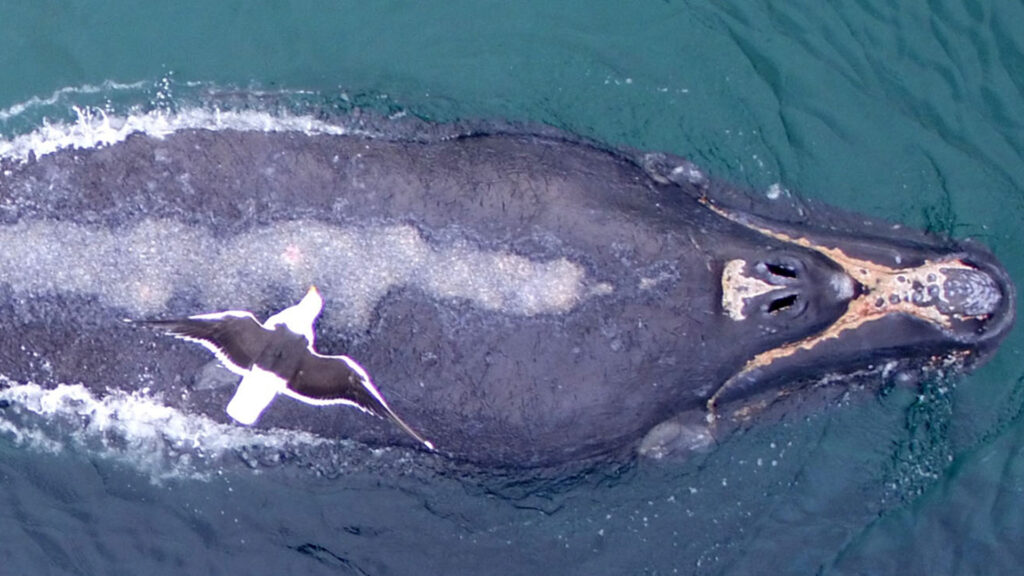​​Programa Ballena Franca Austral: 55 años de ciencia en el Atlántico Sur