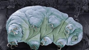 Animales que desafían la muerte: ¿existe la auténtica inmortalidad animal?