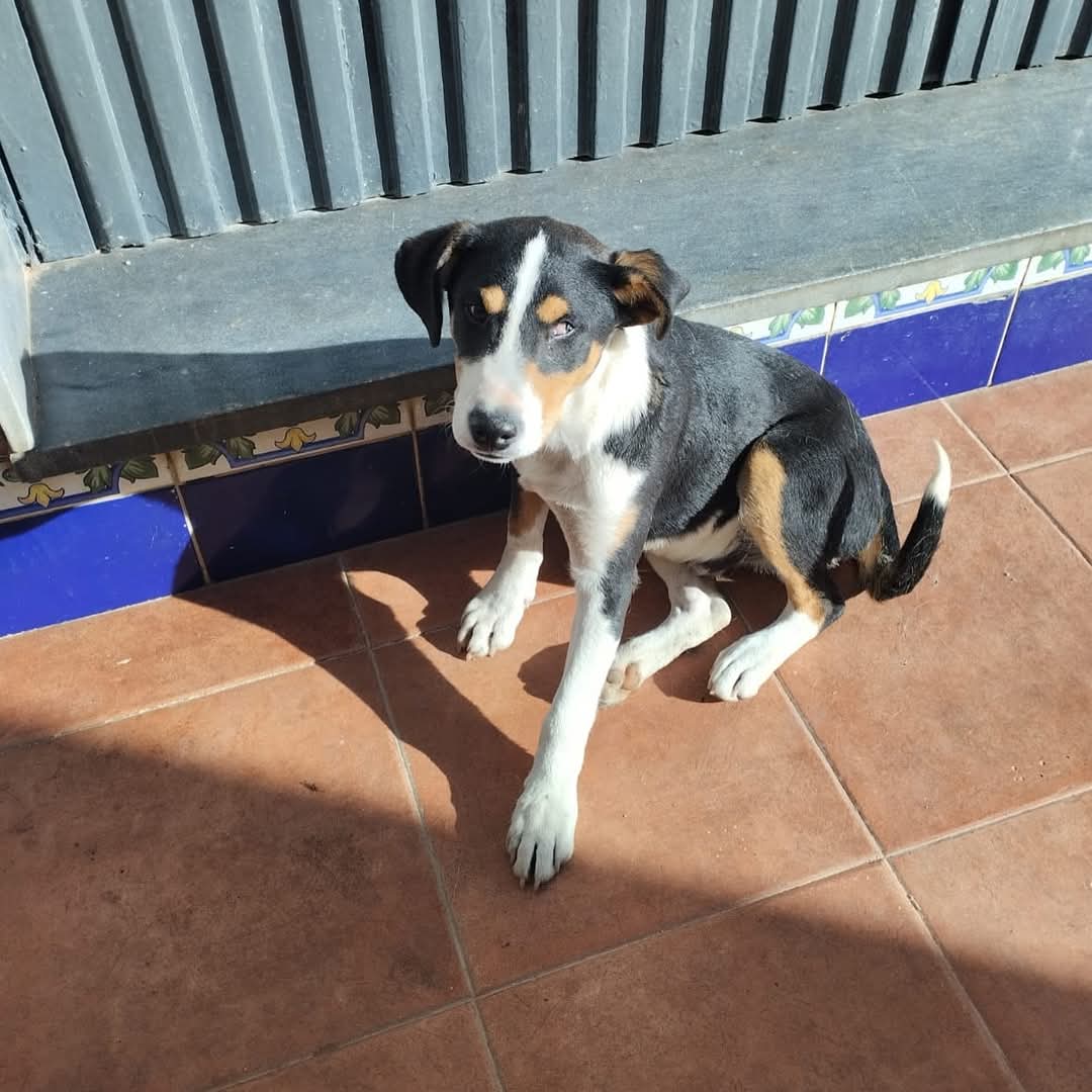 De la pérdida al renacer: la historia de Hopy, el perro que devolvió la alegría a Fernando y su familia