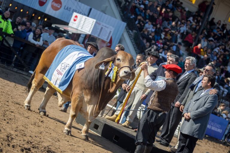 La Rural 2025: gastronomía, charlas y actividades para toda la familia en la tradicional muestra campera argentina