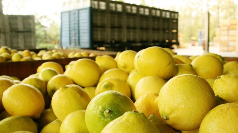 Se abrió el mercado chileno para la exportación de limones frescos argentinos