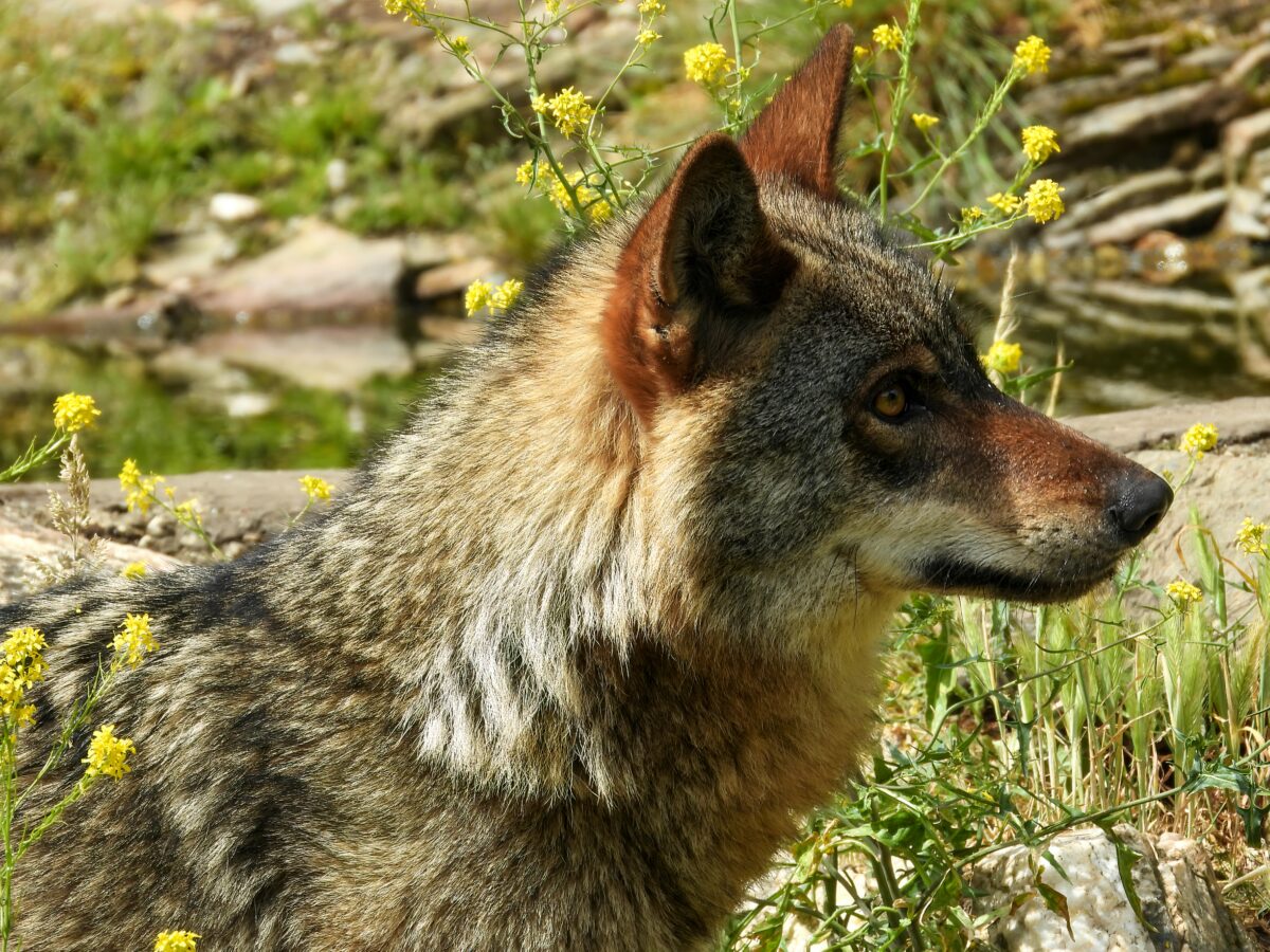 Protección de lobo ibérico en España: cambios, retos y participación