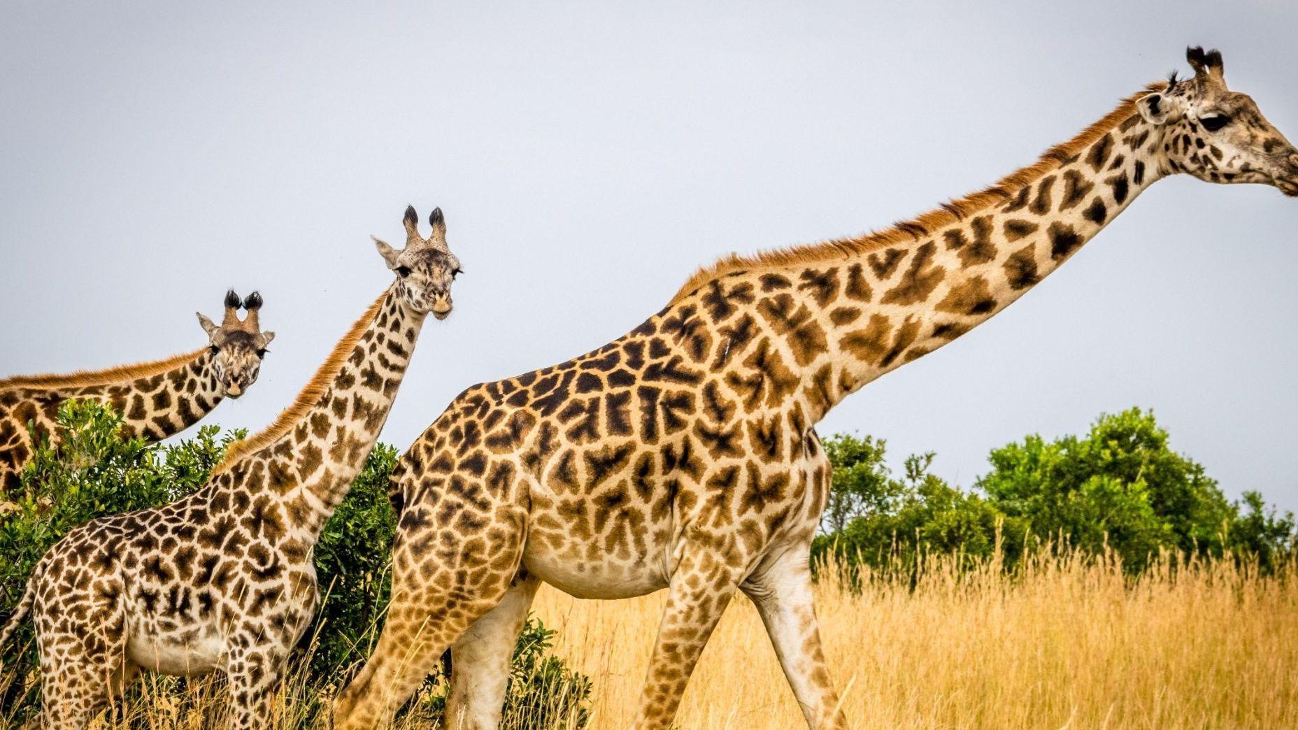 Descubre los mejores documentales de naturaleza online para disfrutar en casa