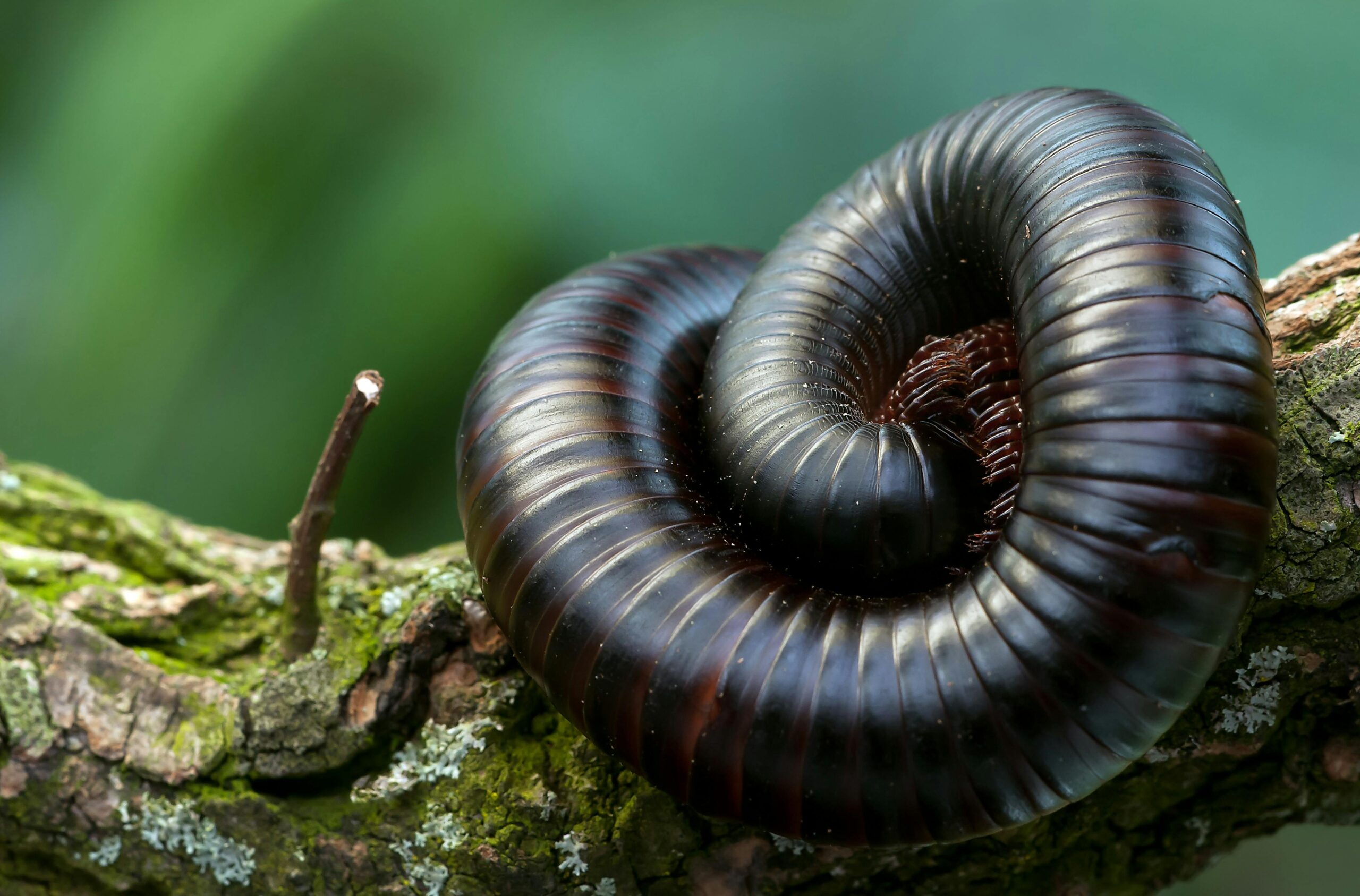 ¿Por qué algunos animales huelen feo? Descubre el mundo de los olores en la fauna
