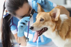 Otitis en perros y gatos: causas y tratamiento