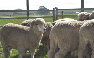 Federación Rural presentó diez “medidas de shock” para el rubro ovino