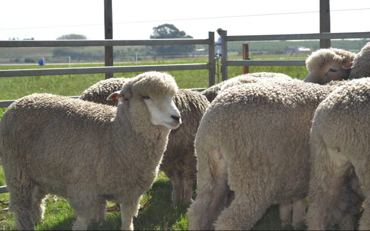 Federación Rural presentó diez “medidas de shock” para el rubro ovino