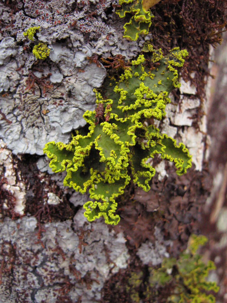 Photo-7_Klepsland-768x1024