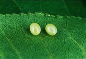 Cómo los insectos reaccionan a los “gritos imperceptibles” de las plantas