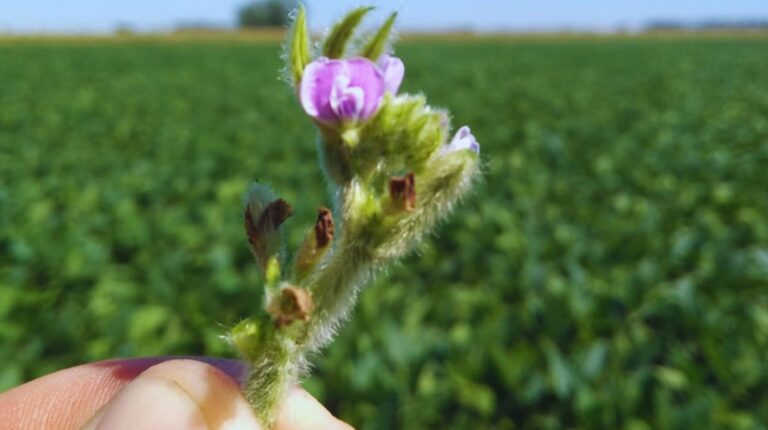 Polinización biótica: fundamental para la producción de alimentos