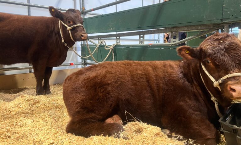 Los primeros terneros argentinos de la raza Devon debutaron en Palermo, de la mano de entusiastas criadores de caballos criollos y un proyecto conjunto con Brasil y Chile