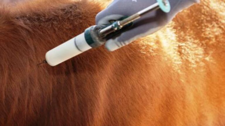 Se complementó el régimen de autorización por equivalencia de productos veterinarios importados desde el MERCOSUR