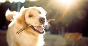 Saltos sorprendentes: los animales que brincan y sus increíbles habilidades