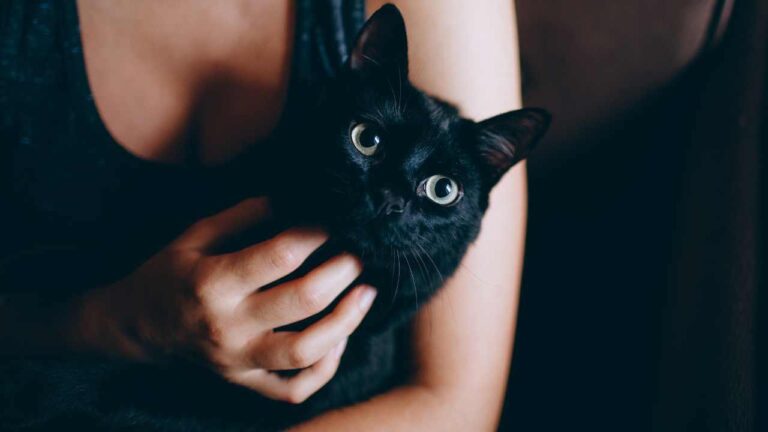 Secretos del lenguaje animal: cómo se comunican entre murmullos y señales