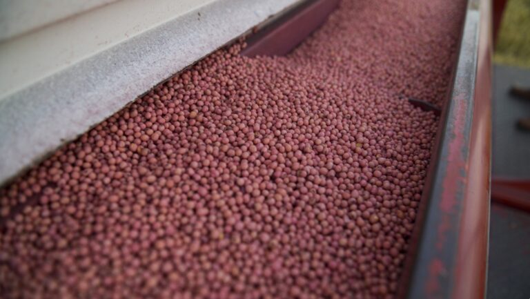 La cosecha de soja 2024/2025 en Argentina fue la mejor de los últimos 6 años