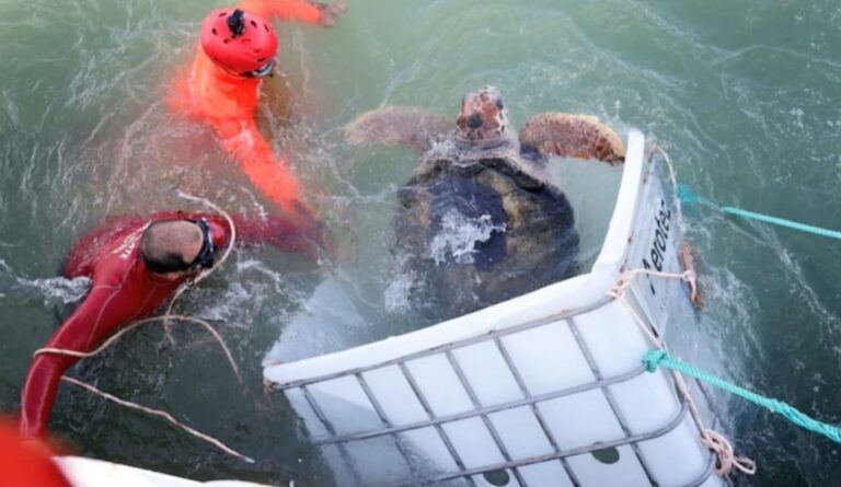 La Prefectura Naval Argentina regresa una tortuga a su hábitat natural