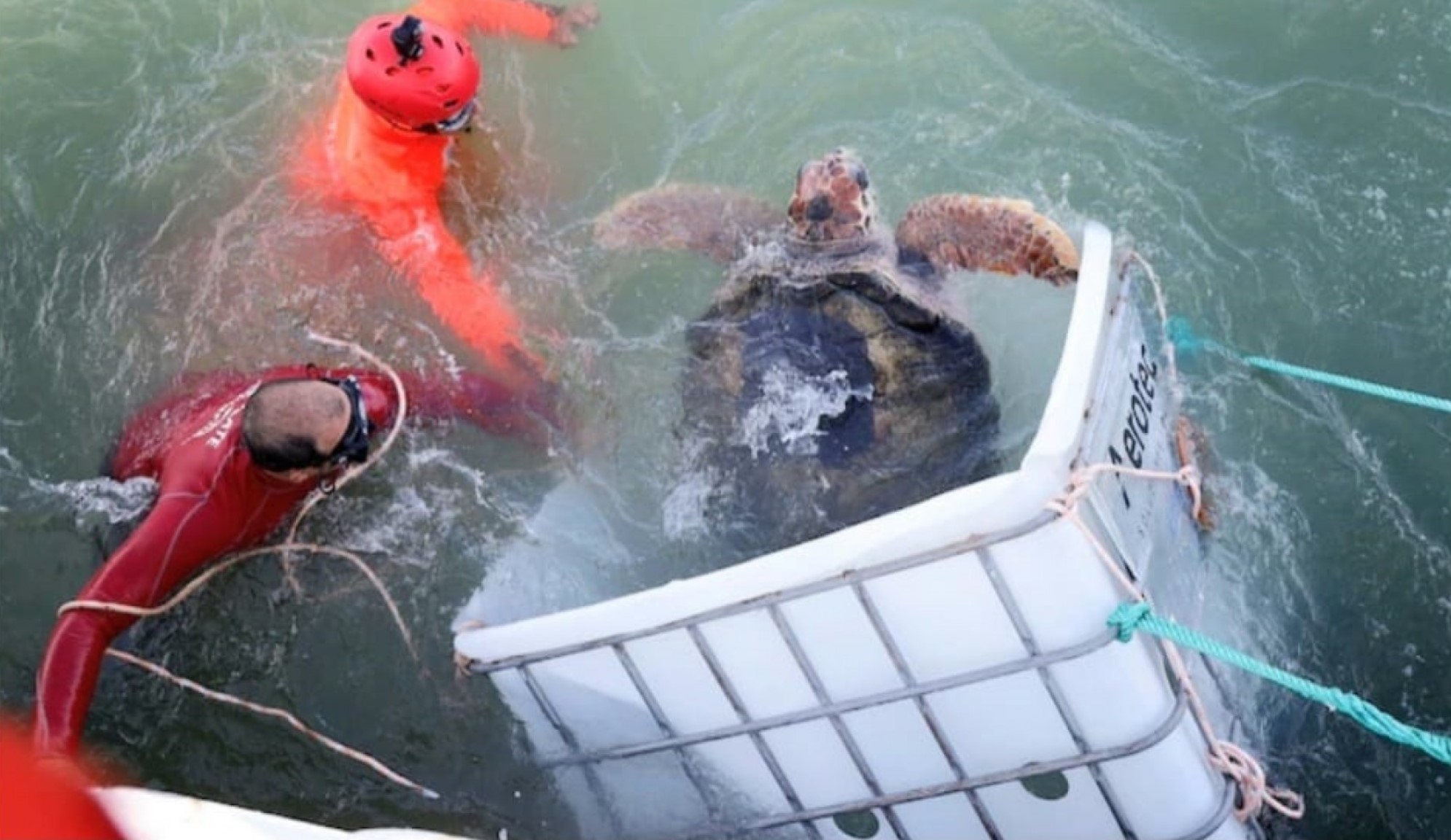 La Prefectura Naval Argentina regresa una tortuga a su hábitat natural