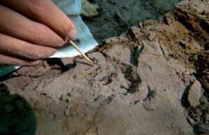 El fósil de un género de topo desconocido plantea nuevos escenarios evolutivos