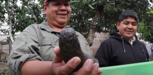 En Yuto, los hermanos Jiménez rescataron del monte una curiosa planta de palta: Luego de cuidarla y multiplicarla la llamaron “Carumbé” y podría ser una nueva variedad argentina