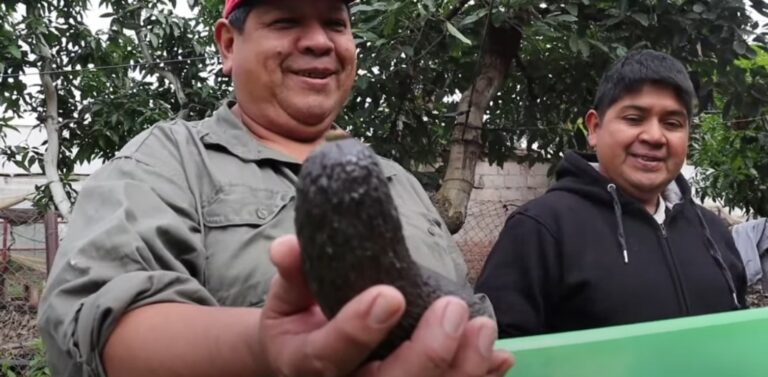 En Yuto, los hermanos Jiménez rescataron del monte una curiosa planta de palta: Luego de cuidarla y multiplicarla la llamaron “Carumbé” y podría ser una nueva variedad argentina