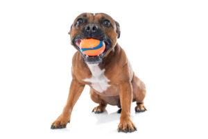 adiestrar-a-un-perro-a-soltar-las-cosas