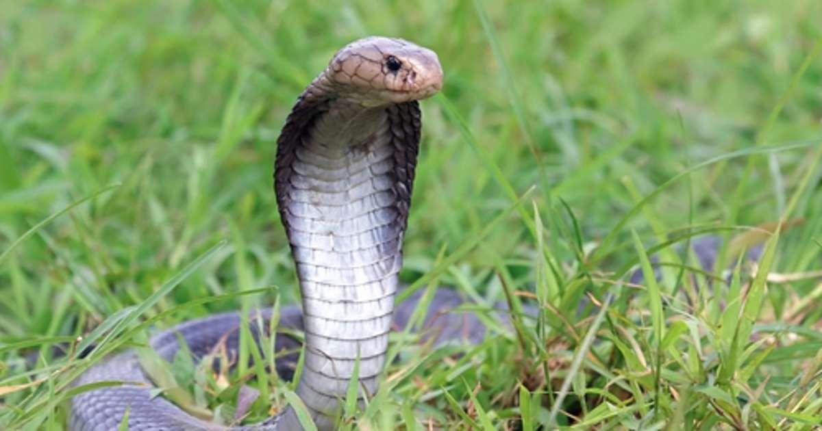 Animales que escupen: sorprendentes estrategias de defensa y caza