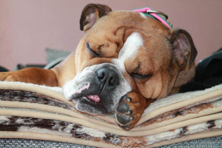 Animales que roncan: causas, especies y curiosidades naturales