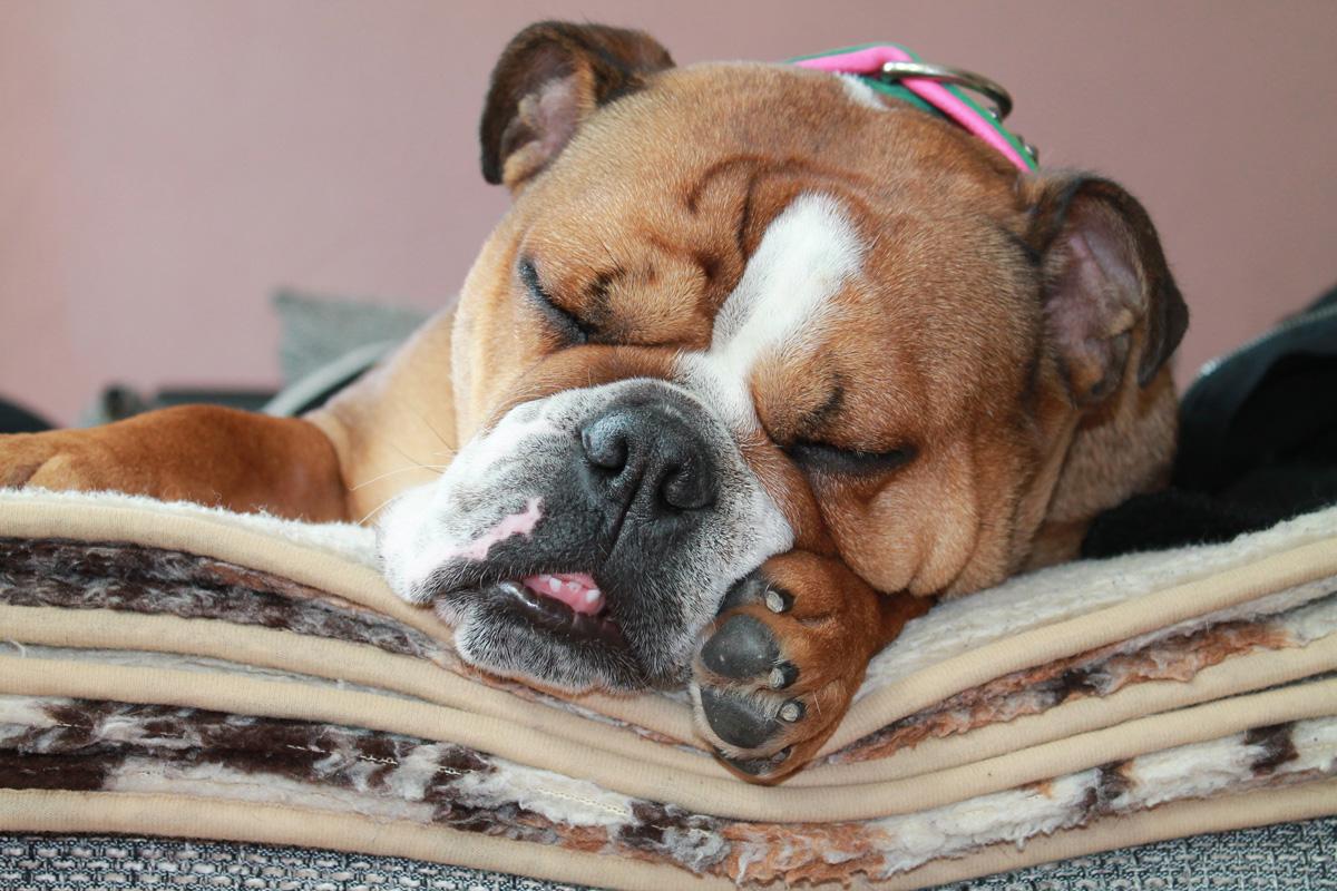 Animales que roncan: causas, especies y curiosidades naturales