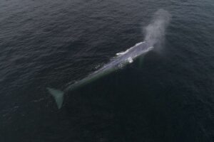 Greenpeace: “Es una señal de alarma sobre la salud de los océanos” 