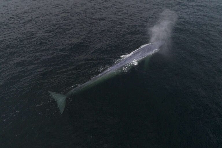 Greenpeace: “Es una señal de alarma sobre la salud de los océanos” 