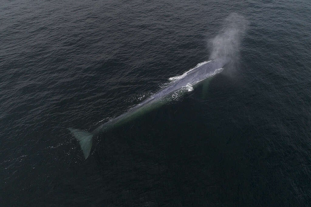 Greenpeace: “Es una señal de alarma sobre la salud de los océanos” 
